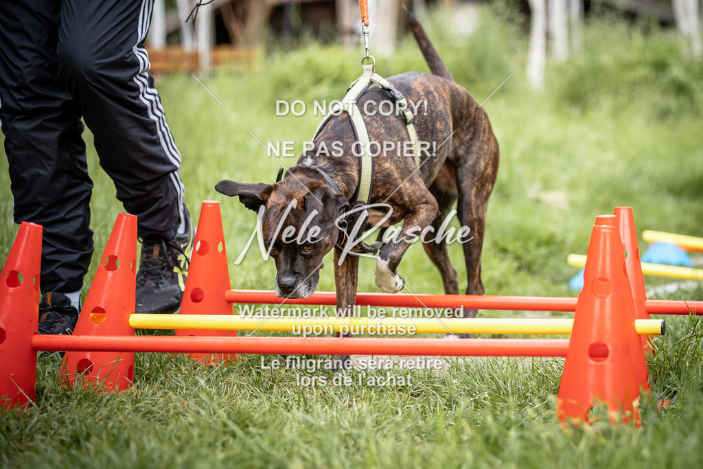nelerasche_So-earlydog_17 | nelerasche