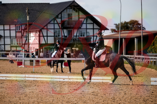 2026_10_03_Siefer-Hof_132355_Z63_86030859 | Professionelle Reitsport-, Turnier- und Eventfotografie von Robert Broda. Galerien mit ausgewählten und bearbeiteten Bildern direkt online ansehen und bestellen.