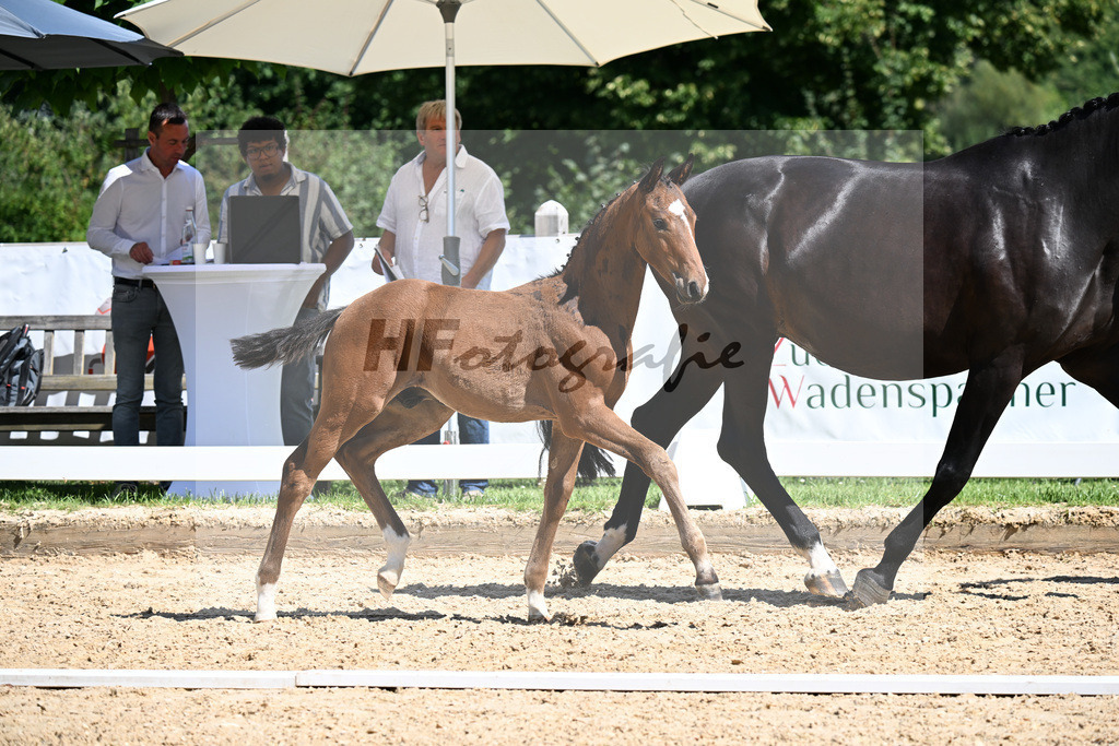 Kat-Nr. 51 Va Bene x Rosengold_HF_Fleischmann u Knoll GbR_29251402 | hf-fotografie - Realizzato con Pictrs.com