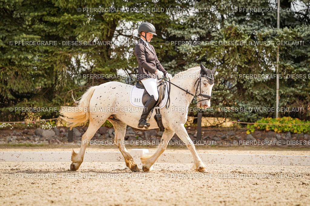 DSC01549 | Pferdegrafie