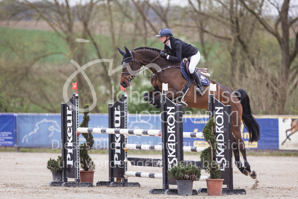 250417_Springpferde-L2-302 | Deine schönsten Turniermomente als professionelle Fotos! Entdecke hochwertige Pferdesport-Fotografie im Online-Shop. Jetzt Fotos finden & bestellen!