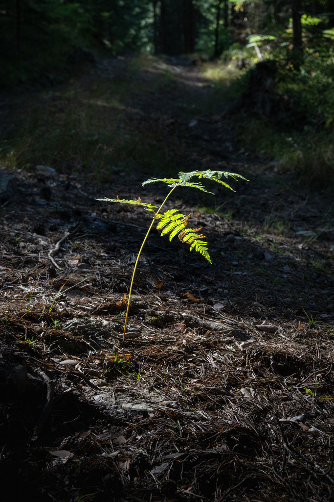 _DSC2589 | sebastiandoebroessy - Realisiert mit Pictrs.com