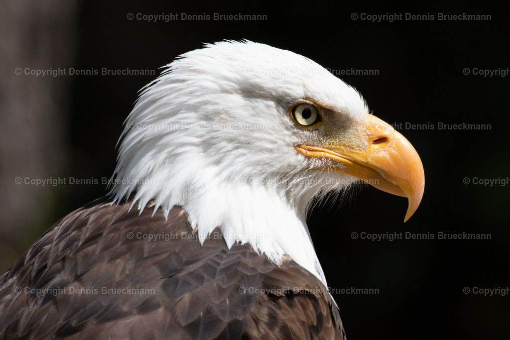 Weißkopfseeadler | Dennis-Brueckmann-Fotografie - Realisiert mit Pictrs.com