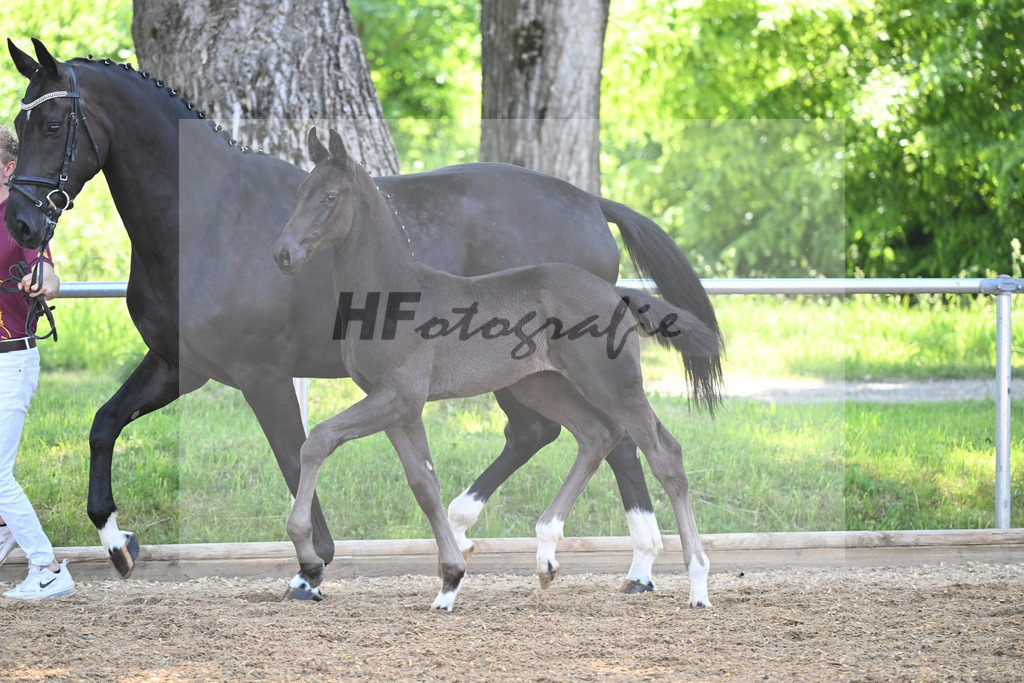 Kat-Nr. 7 HF Imposantos_Schindele_14230257 | hf-fotografie - Realisiert mit Pictrs.com