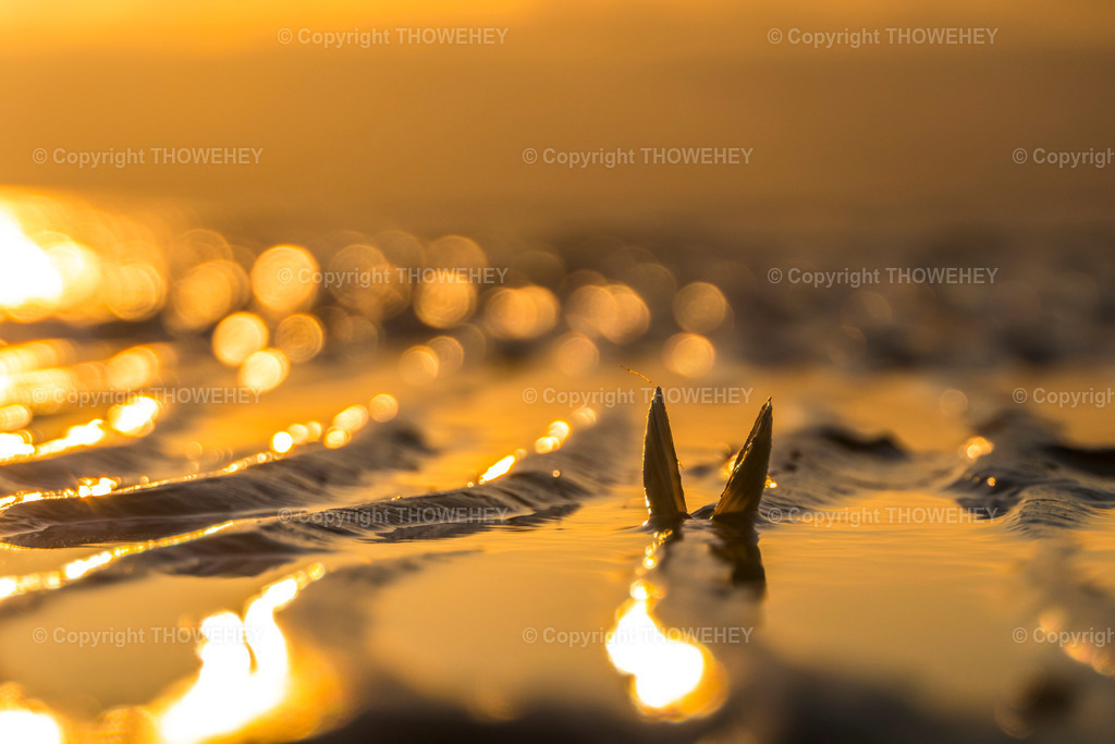 _2770988 | thowehey - Realisiert mit Pictrs.com