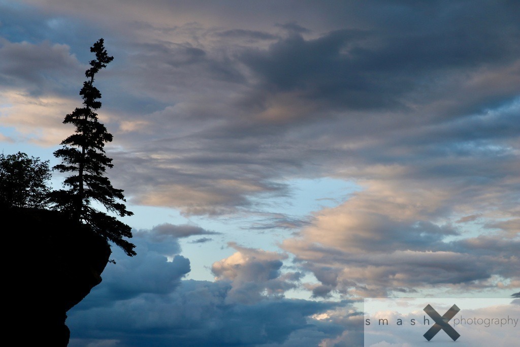 Fir on the Edge | Hopewell-Rocks, New Brunswick (Canada/Kanada)