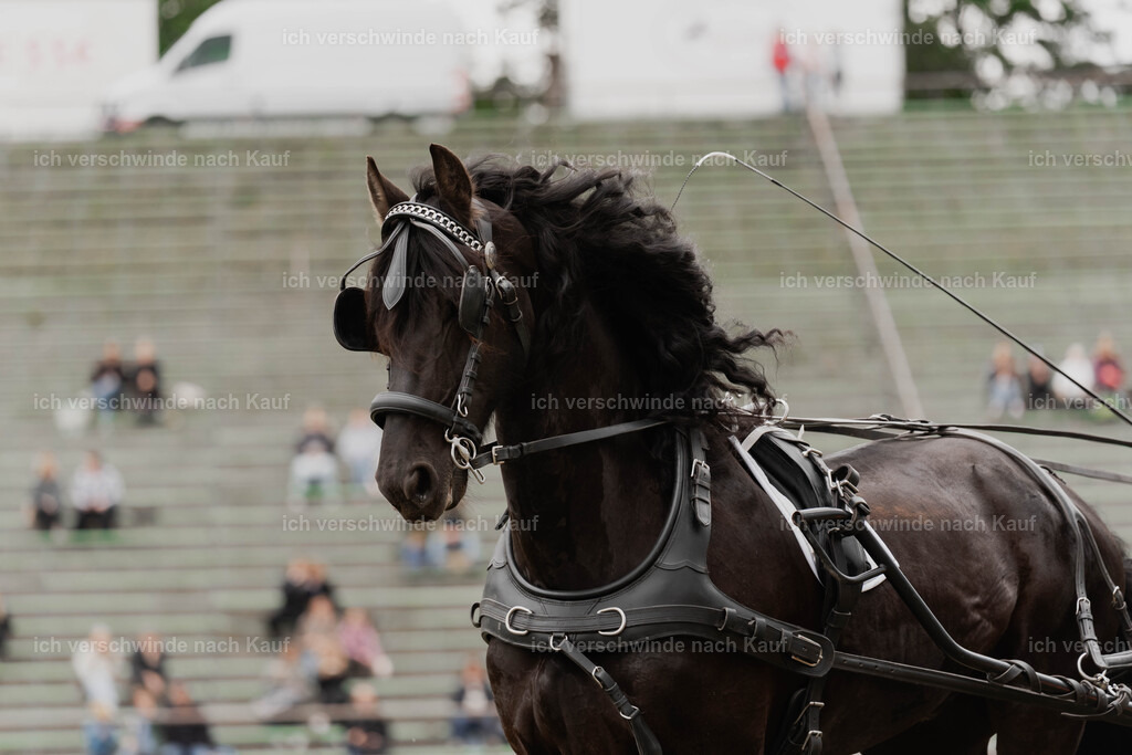 Showprogramm-303 | working equitationturnier fotograf videograf stoibphotography marixx film working equitation deutschland reitsport turnierfotografie eventfotografie equestrian events