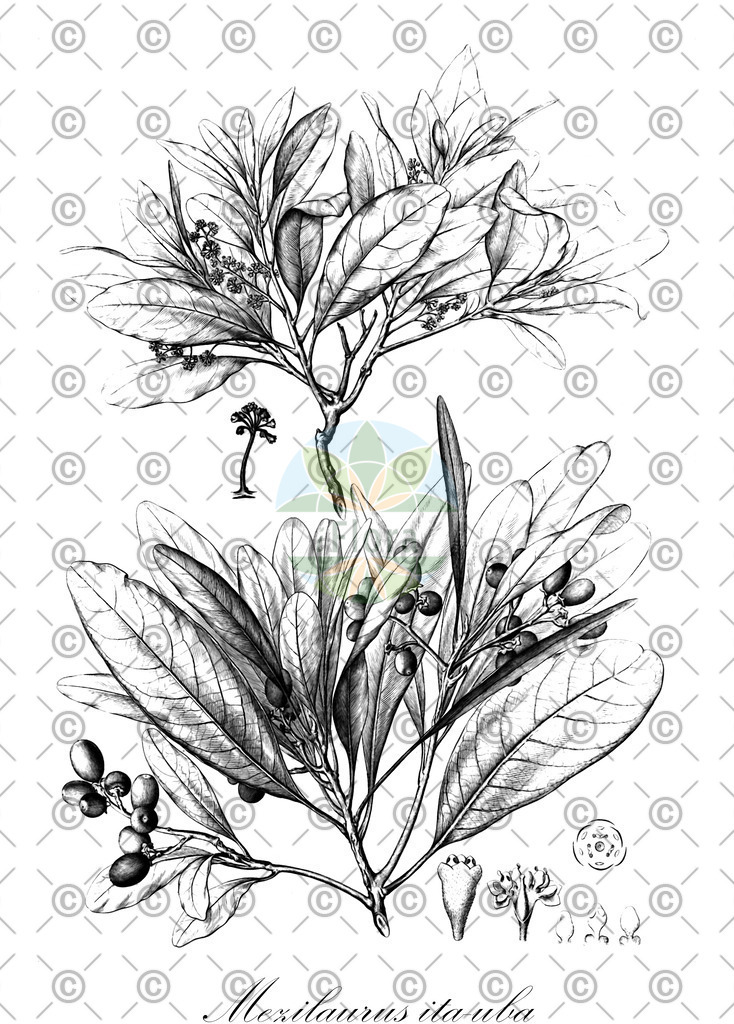 HistAbb_wfo-0000372447_1_ENZY_Simple | Historische Abbildung von Mezilaurus ita-uba - Lauraceae | Historical Illustration of Mezilaurus ita-uba - Lauraceae