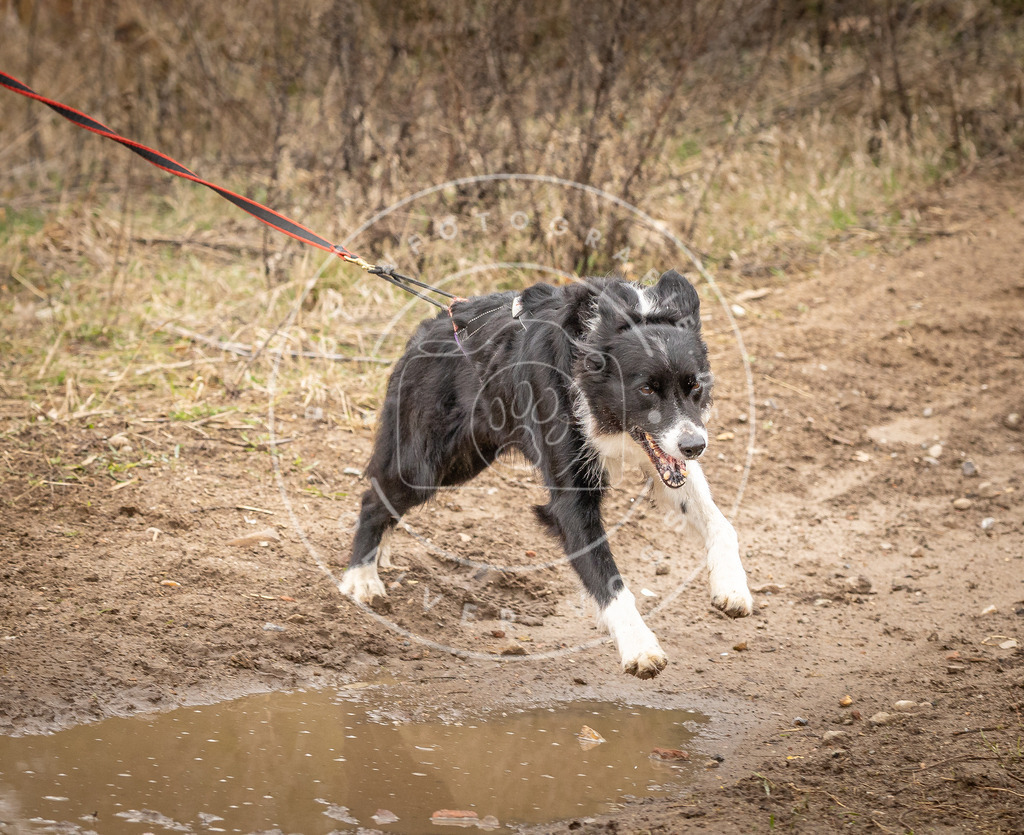 DV3A2473 | Hundefotografie, Tierfotograf, Pfotenfotografie, Fotoshooting Hund, Hunde Portrait, Hundesport, Hundeportraits, Heideshooting, Hunde, Sportfotograf, Hundefotograf, Turnierhundsport, THS,  - Realisiert mit Pictrs.com