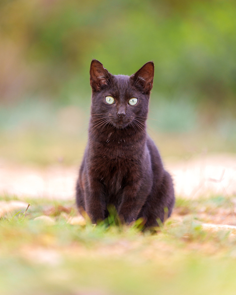 allesWIRTHgut Tierfotografie - 7IV09422 | Professionelle Tierfotografie in Mönchengladbach von Daniel Wirth (allesWIRTHgut). Liebevolle & natürliche Bilder von Hunden & Katzen für unvergessliche Erinnerungen.