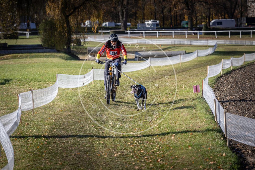 CaniXpix_DV3A5935 | Hundefotografie, Tierfotograf, Pfotenfotografie, Fotoshooting Hund, Hunde Portrait, Hundesport, Hundeportraits, Heideshooting, Hunde, Sportfotograf, Hundefotograf, Turnierhundsport, THS,  - Realisiert mit Pictrs.com