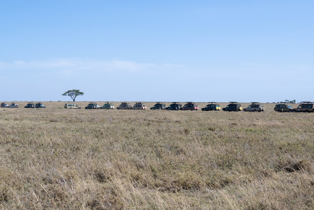 Serengeti Nationalpark - 29. September 2022 | Kolonne mit Safari-Jeeps im Serengeti Nationalpark.
Bild: Sportfotografie Markus Aeschimann | www.markus-aeschimann.ch - Realisiert mit Pictrs.com
