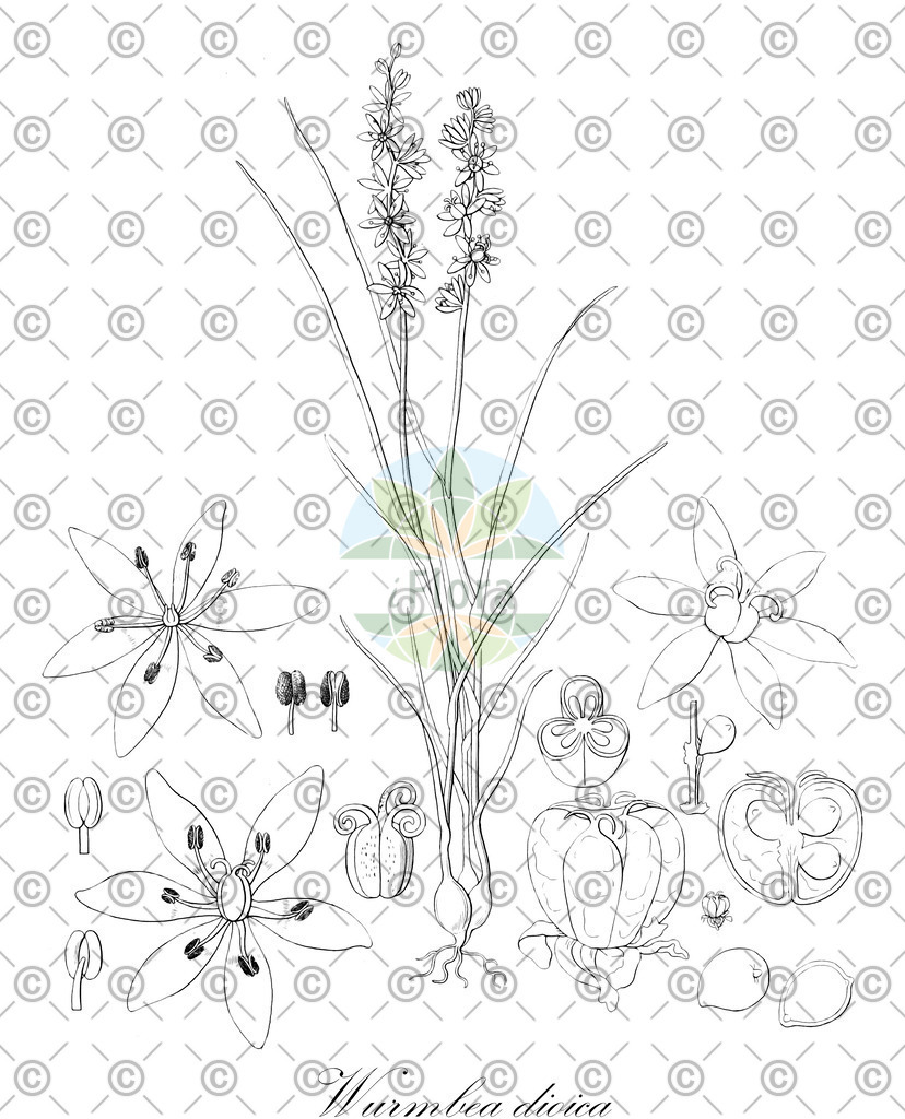 HistAbb_wfo-0001038880_2_ENZY_Simple | Historische Abbildung von Wurmbea dioica - Colchicaceae | Historical Illustration of Wurmbea dioica - Colchicaceae