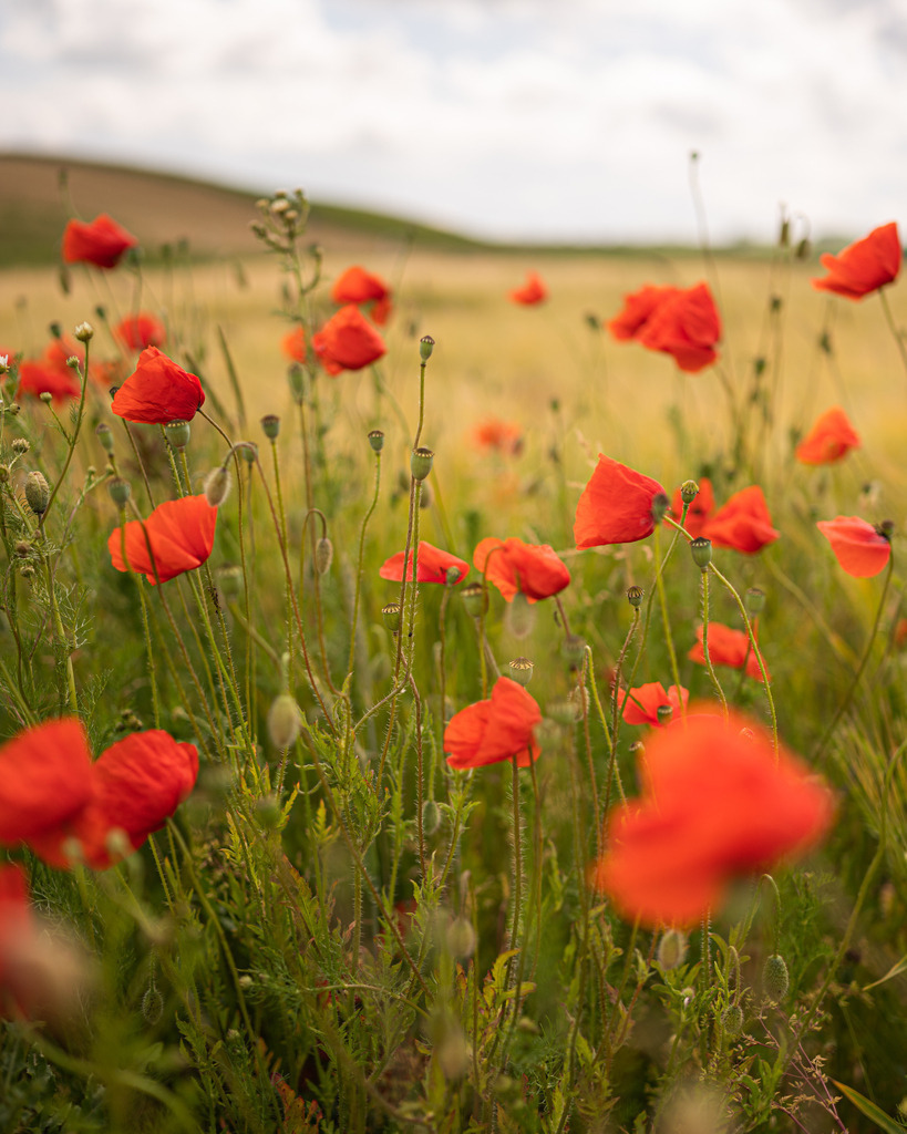 _DSC2541 | renerovisanfotoart.com