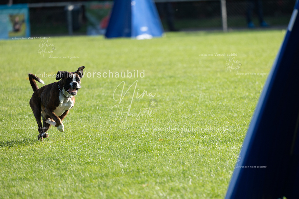 _16A5081 | Einzigartige Fotos von Hunden & Menschen –Actionfotos, Portraits, Vereinsaufnahmen & Paarshootings – authentisch, lebendig & mit Herz.