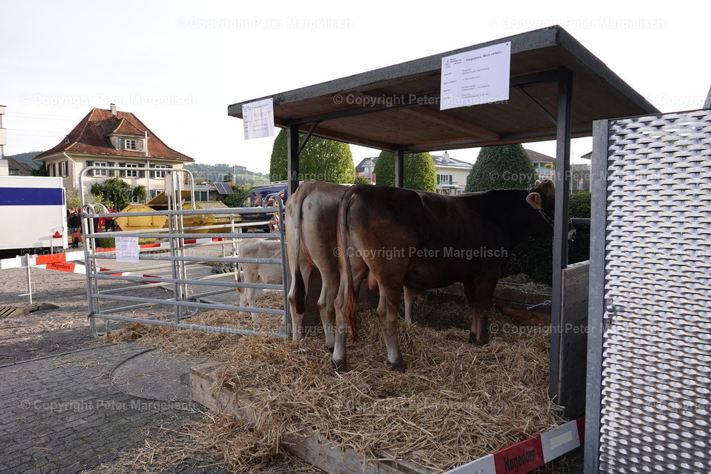 DSC08421 | Schwingen - Realisiert mit Pictrs.com