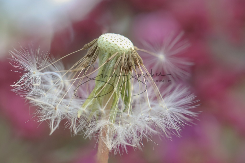 Pusteblume | Simone Sperber, svb-photography,Fotografin,Bilddesignerin,Naturfotografie,Macrofotografie,Tierfotografie,Wildtierfotografie,Ausstellungen,Auftragsfotografie,Kunst,Art,Photographer,Shootings,Bildberatbeitung,Galerie,Shop