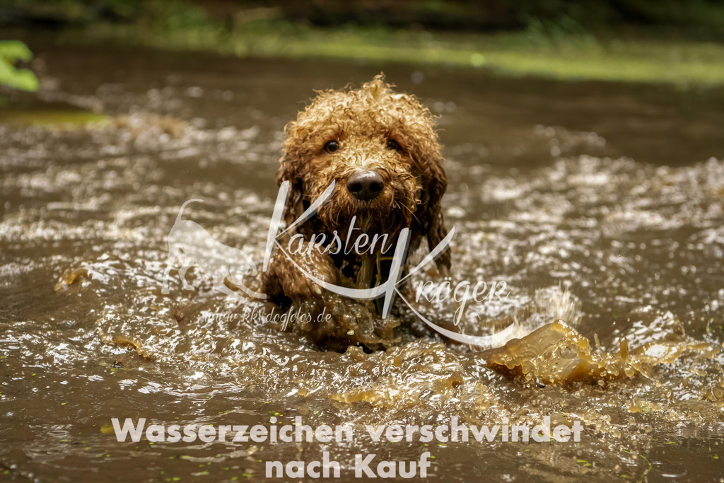 1218_ZZ93752-Bearbeitet | kk-dogfotos