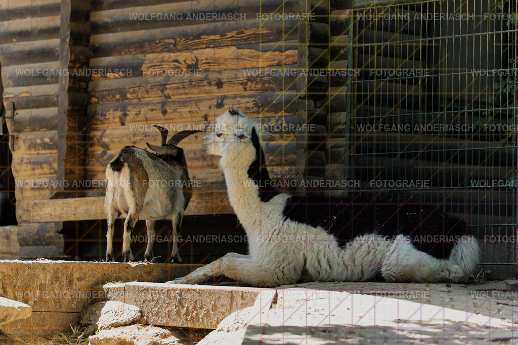 253L1014_wa | Ein stiller Moment im Opel Zoo: Der Blick des Tieres erzählt von Gelassenheit, Präsenz und Nähe. Ungestellt, ruhig und auf Augenhöhe fotografiert – ein Augenblick, der bleibt. - Realisiert mit Pictrs.com
