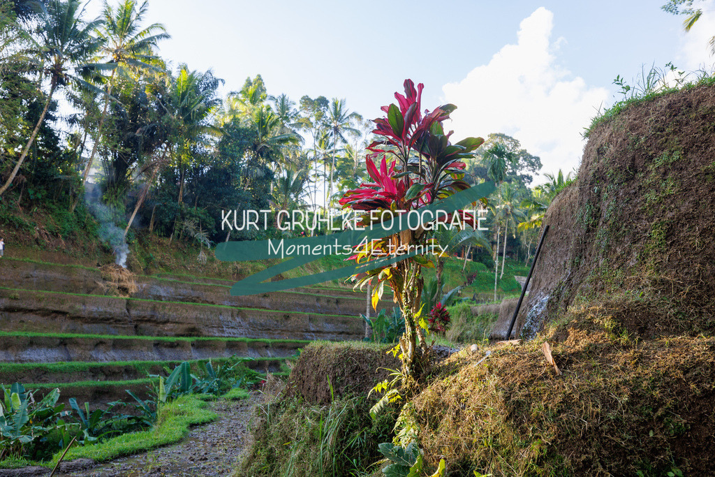 230720-1360 - Kopie | onlinegalerie und Fotoshop Kurt Gruhlke Fotograf Berlin
Hochzeitsfotograf Eventfotograf Portraitfotografie
 - Realisiert mit Pictrs.com