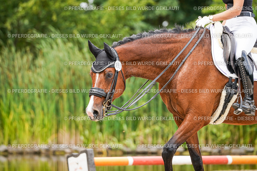 DSC06049 | Pferdegrafie