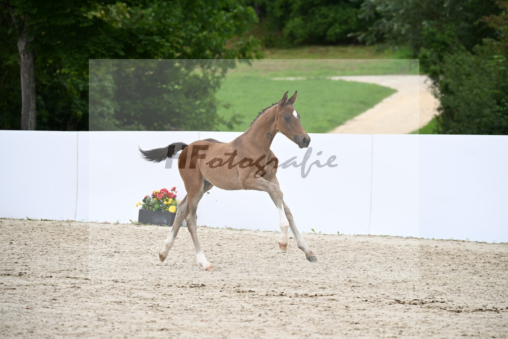 Sir Gribaldi x Sandro Bedo_HF_Schneller_23250908 | hf-fotografie - Realizzato con Pictrs.com