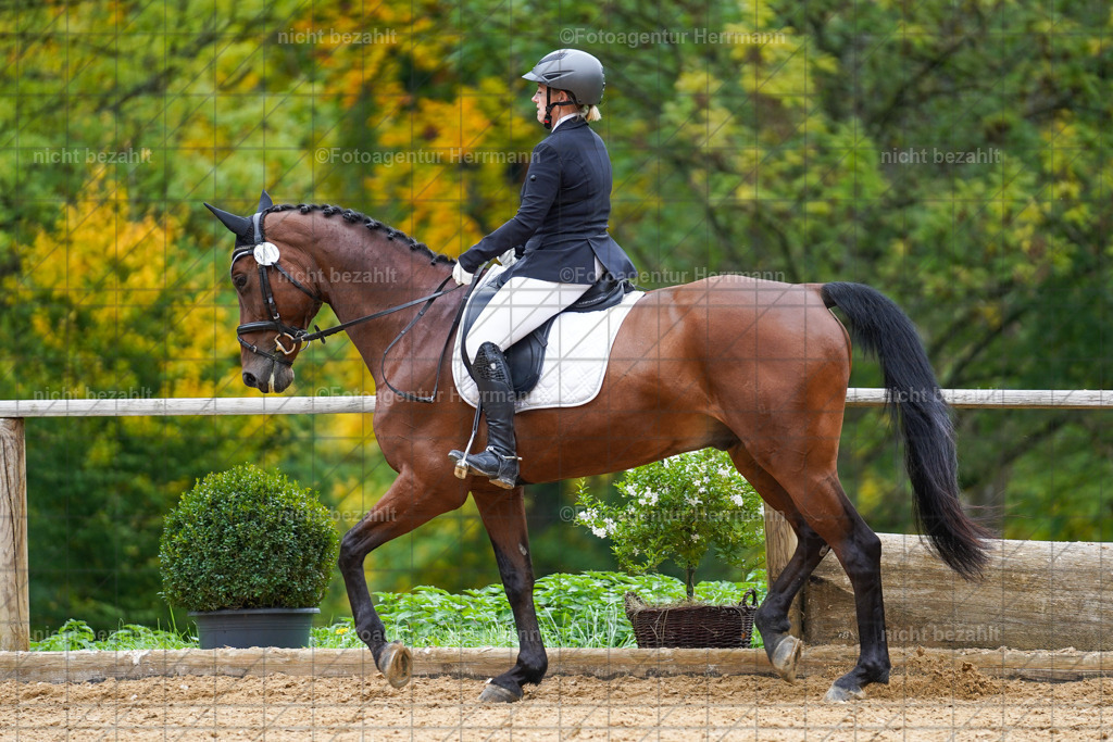 20221008-FAH01484 | Diessen am Ammersee, 2022, Dressur- und Springturnier, Reitsportbilder, Turnierfotografen Bayern, Pferdefotografen, Fotoagentur Herrmann, Turnierbilder