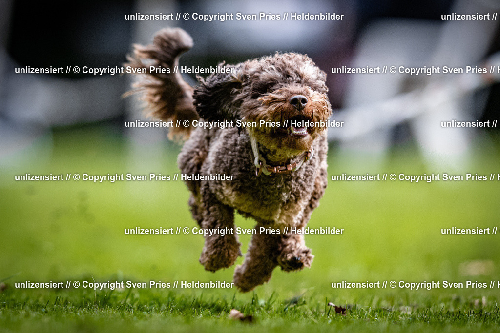 Sven Pries | 2025-10-03 - Hunderennen Obergrombach - Realisiert mit Pictrs.com