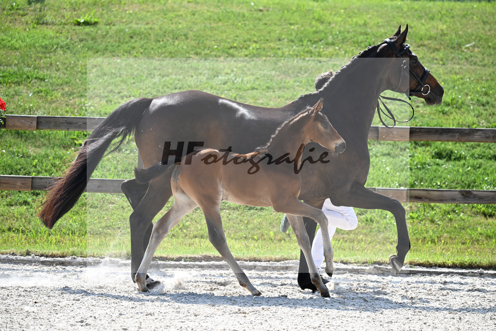 Kat-Nr. 45 Va Bene x De Niro_HF_Sommer_15251299 | hf-fotografie - Realizzato con Pictrs.com