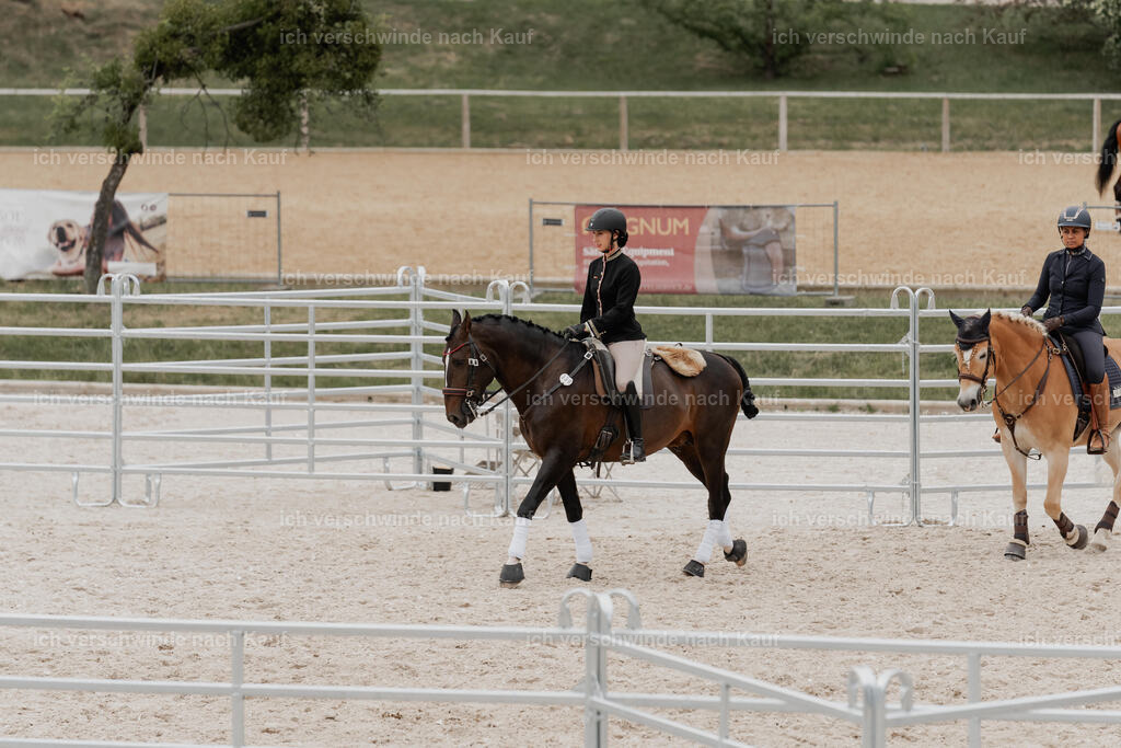 WE__Stoib_Rinder_PI2025_3122 | Pferd International München 2025