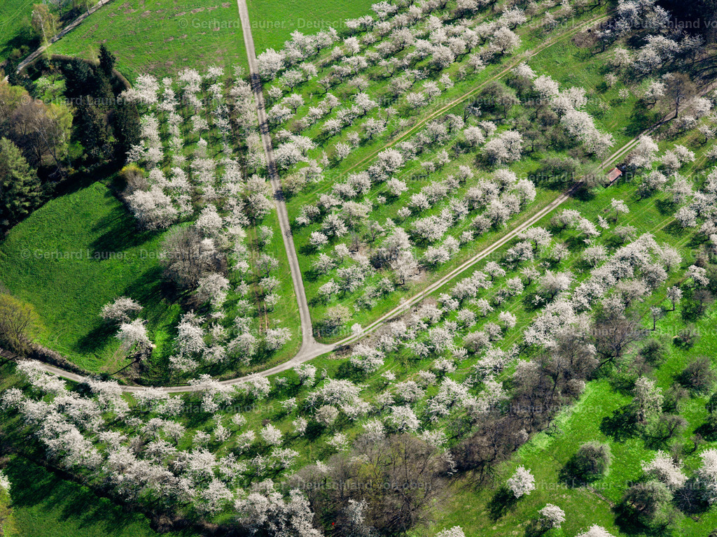 2504044 | blühende Obstbäume im Wetteraukreis