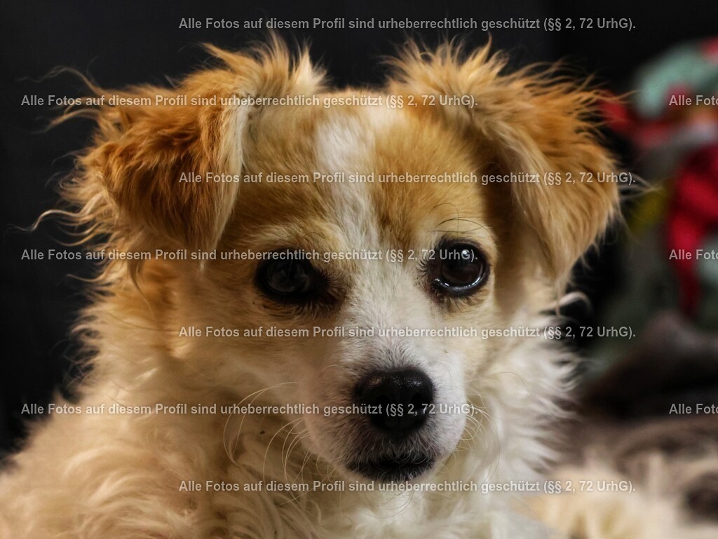 20240308223859_0C4A2653-01_3 | krollfotografie - Realisiert mit Pictrs.com