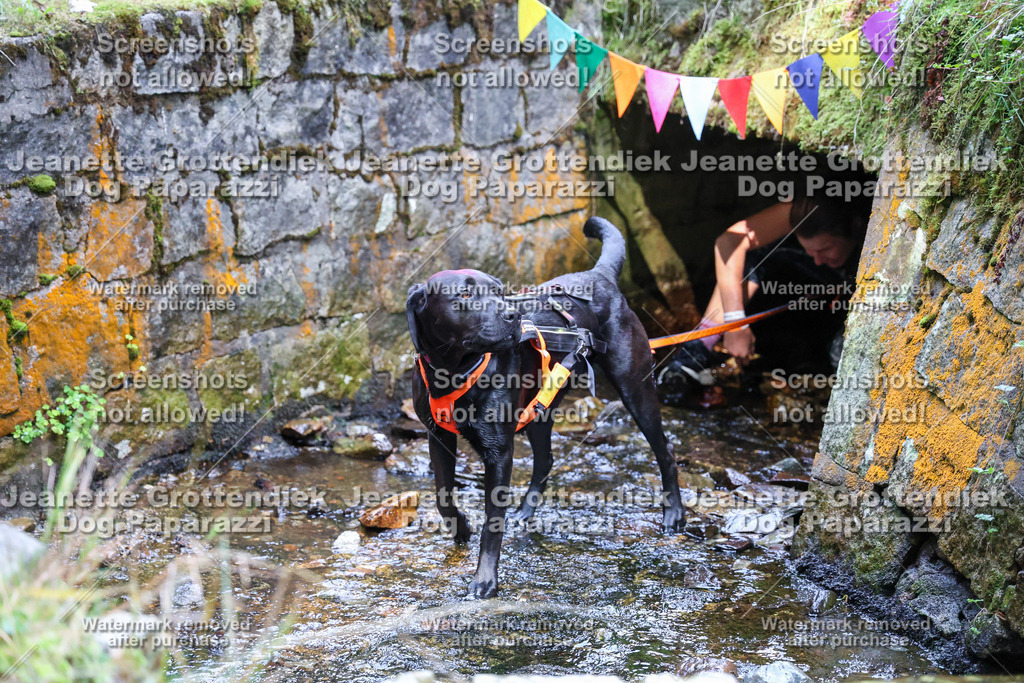 Dog Paparazzi -  TH 26-505 | Dog Paparazzi Jeanette Grottendiek Fotografie & Videografie - Realisiert mit Pictrs.com