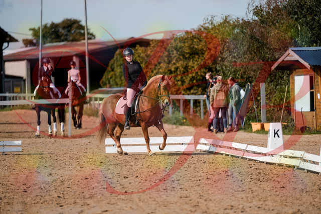 2026_10_03_Siefer-Hof_122042_Z63_43796635 | Professionelle Reitsport-, Turnier- und Eventfotografie von Robert Broda. Galerien mit ausgewählten und bearbeiteten Bildern direkt online ansehen und bestellen.