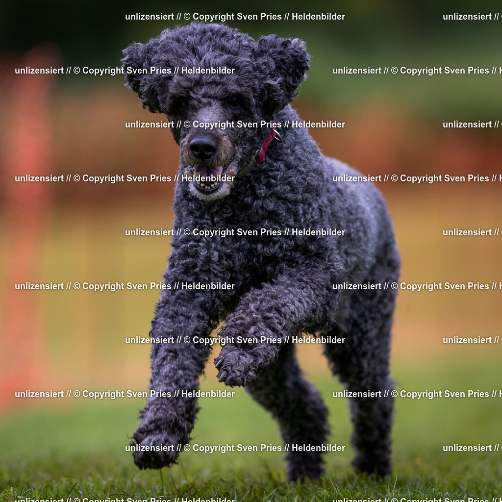 Sven Pries | 2024-04-21 - Hunderennen Baden-Oos
Foto: Sven Pries - Realisiert mit Pictrs.com