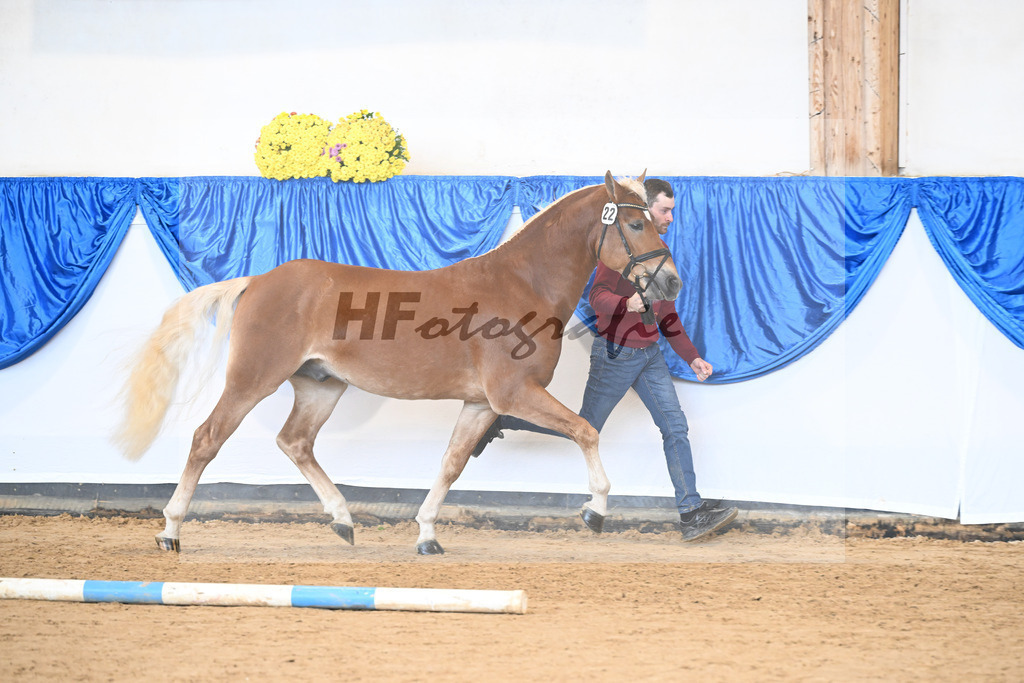 Kat-Nr. 22 Niolando v. Nio_Kirchberger_48251017 | hf-fotografie - Realisiert mit Pictrs.com