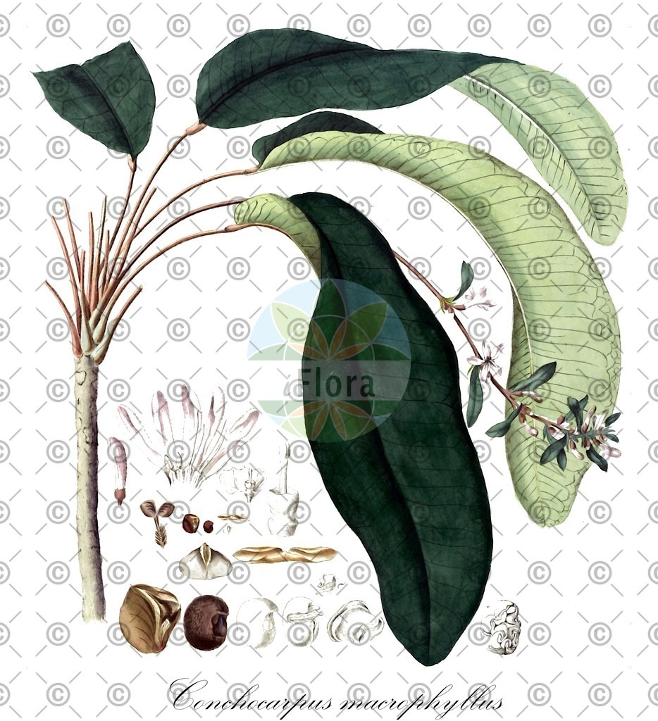 HistAbb_wfo-0000617737_1_ENZY_Simple | Historische Abbildung von Conchocarpus macrophyllus - Rutaceae | Historical Illustration of Conchocarpus macrophyllus - Rutaceae