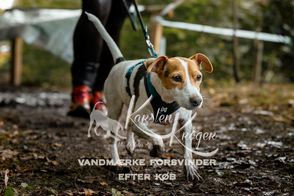 1438DZ6_3341Z6 | kk-dogfotos