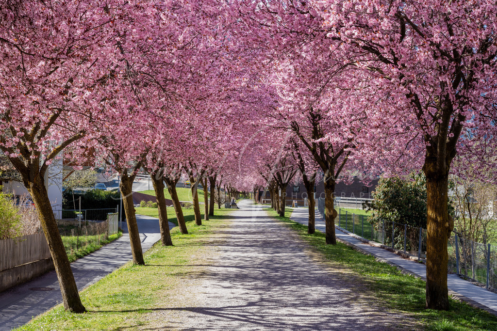 Zams | Blutpflaumenallee