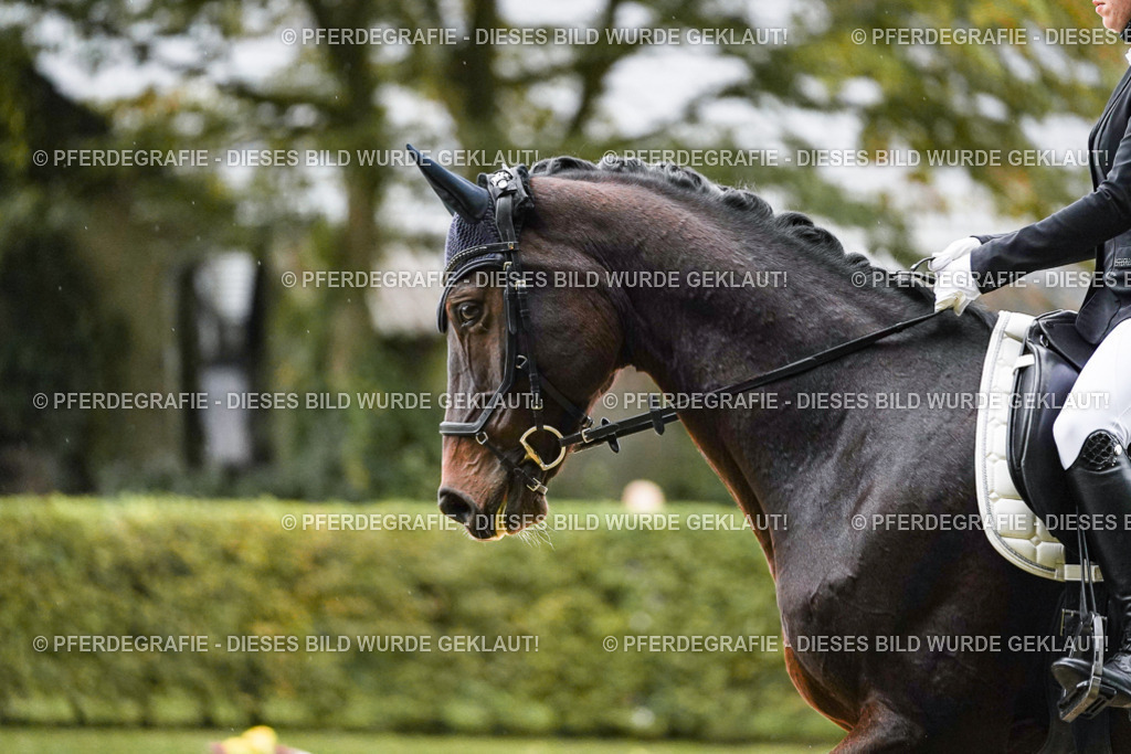 DSC06328 | Pferdegrafie