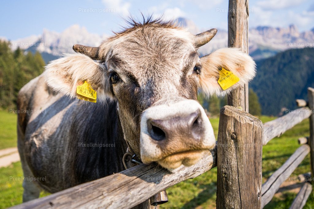 Hans | Fotograf Tirol Imst Pixelknipserei - Realisiert mit Pictrs.com