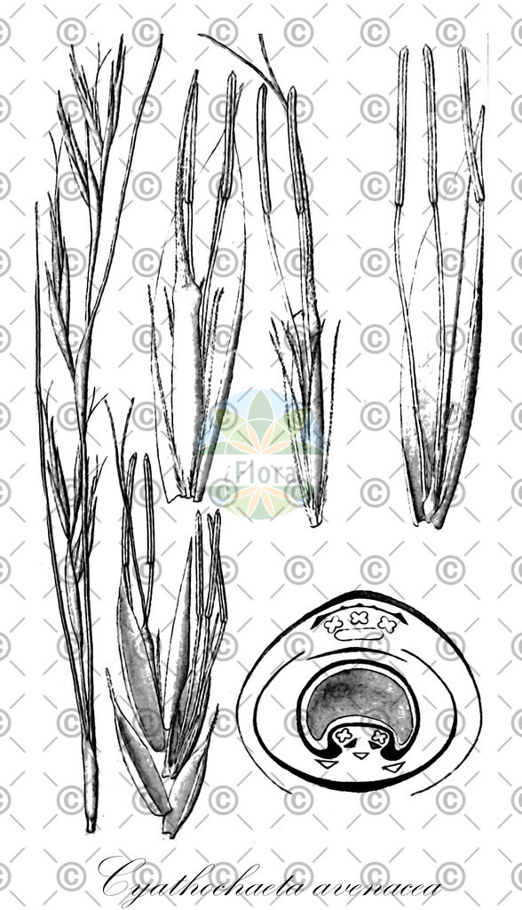 HistAbb_wfo-0000631108_1_ENZY_Simple | Historische Abbildung von Cyathochaeta avenacea - Cyperaceae | Historical Illustration of Cyathochaeta avenacea - Cyperaceae