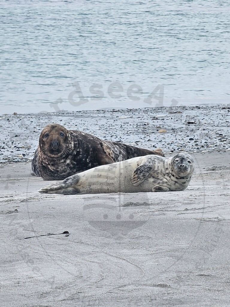 20240408_195555 | Nordseeauge Onlineshop Nordseebilder Nordseeshop Nordseefotos Nordseeurlaub Nordseeerleben Nordseemomente UrlaubfuerzuHause Meerbilder Strandurlaub Acrylglasbilder Leinwandbilder Nordseekleidung Nordeefanartikel Nordseegeschenke Geschenkeshop - Realisiert mit Pictrs.com