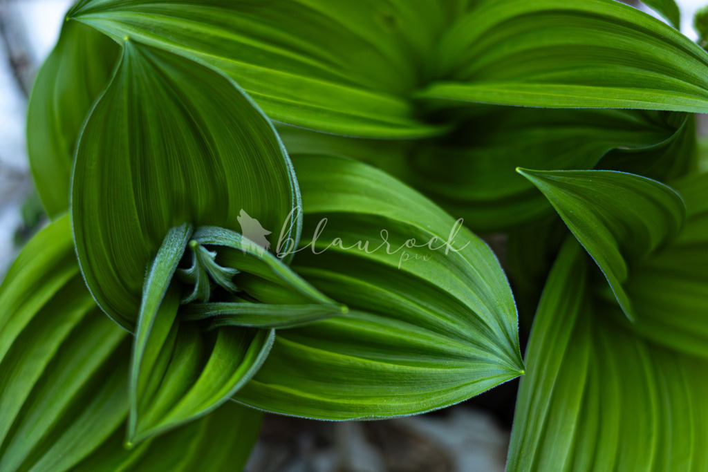 701A6960  | Sportbilder, Sportfotograf, Hochzeits- und Eventfotografin, Flugshows, Portraits und Tiershooting, Aviation, Downhill, Nationalleague, Swissleague, International