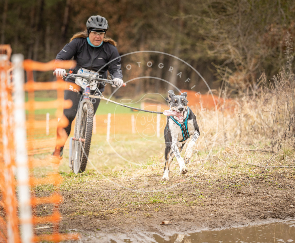 DV3A1507 | Hundefotografie, Tierfotograf, Pfotenfotografie, Fotoshooting Hund, Hunde Portrait, Hundesport, Hundeportraits, Heideshooting, Hunde, Sportfotograf, Hundefotograf, Turnierhundsport, THS,  - Realisiert mit Pictrs.com