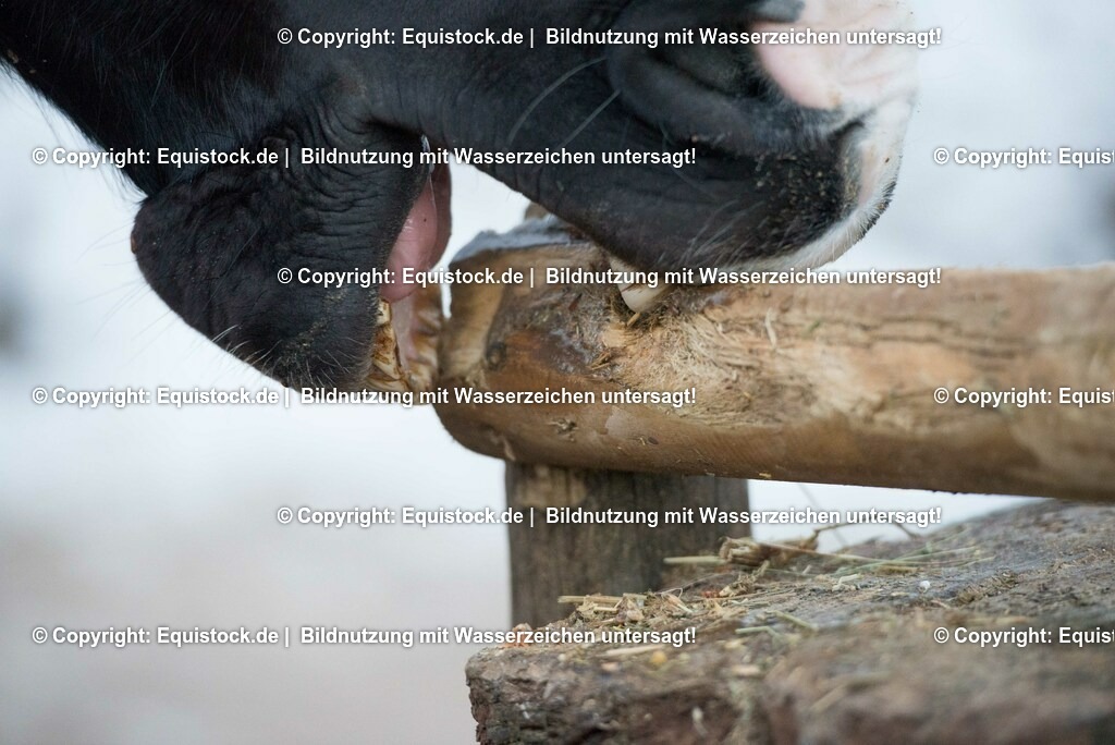 20170118_Koppendes Pferd_0005 | Foto: Thomas Hartig