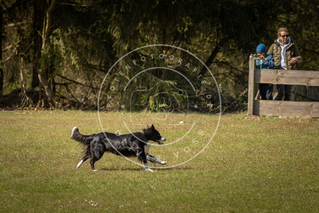Pfotenfotografie_DV3A1115 | Hundefotografie, Tierfotograf, Pfotenfotografie, Fotoshooting Hund, Hunde Portrait, Hundesport, Hundeportraits, Heideshooting, Hunde, Sportfotograf, Hundefotograf, Turnierhundsport, THS,  - Realisiert mit Pictrs.com