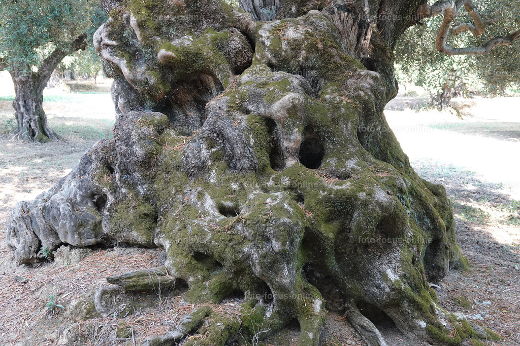Stories of the Ancient Olive Trees | Ancient Olive Trees