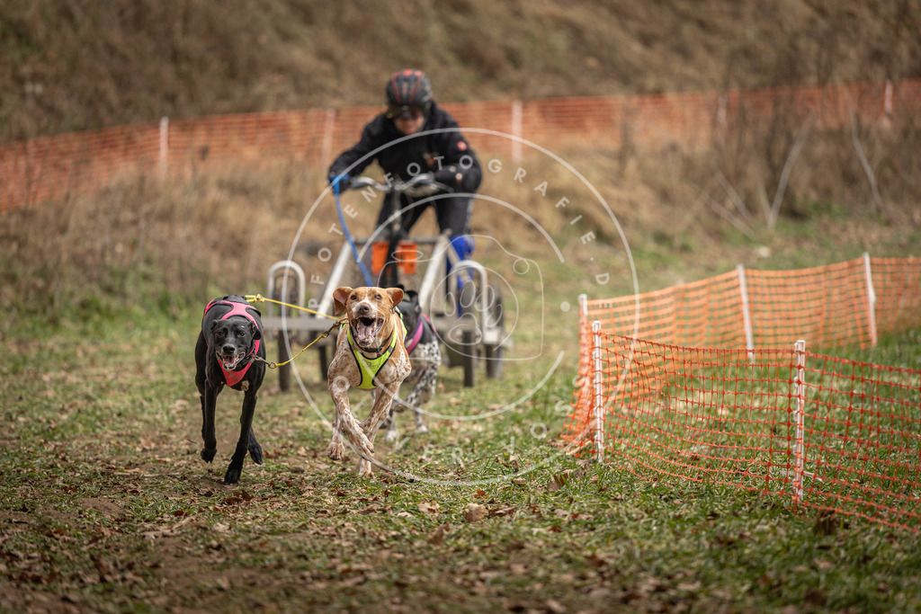 Pfotenfotografie_DV3A8232 | Hundefotografie, Tierfotograf, Pfotenfotografie, Fotoshooting Hund, Hunde Portrait, Hundesport, Hundeportraits, Heideshooting, Hunde, Sportfotograf, Hundefotograf, Turnierhundsport, THS,  - Realisiert mit Pictrs.com