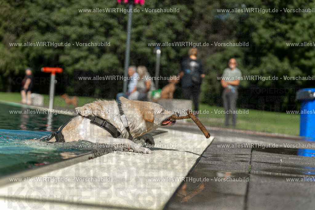 Hundeschwimmen_Volksbad_2026-allesWIRTHgut_Tierfotografie-2609061546-7R501837 | Professionelle Tierfotografie in Mönchengladbach von Daniel Wirth (allesWIRTHgut). Liebevolle & natürliche Bilder von Hunden & Katzen für unvergessliche Erinnerungen.